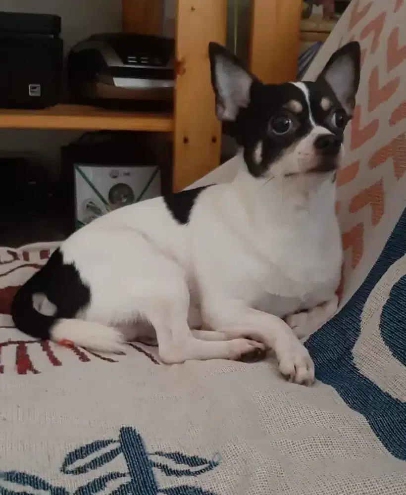 Anjing chihuahua
