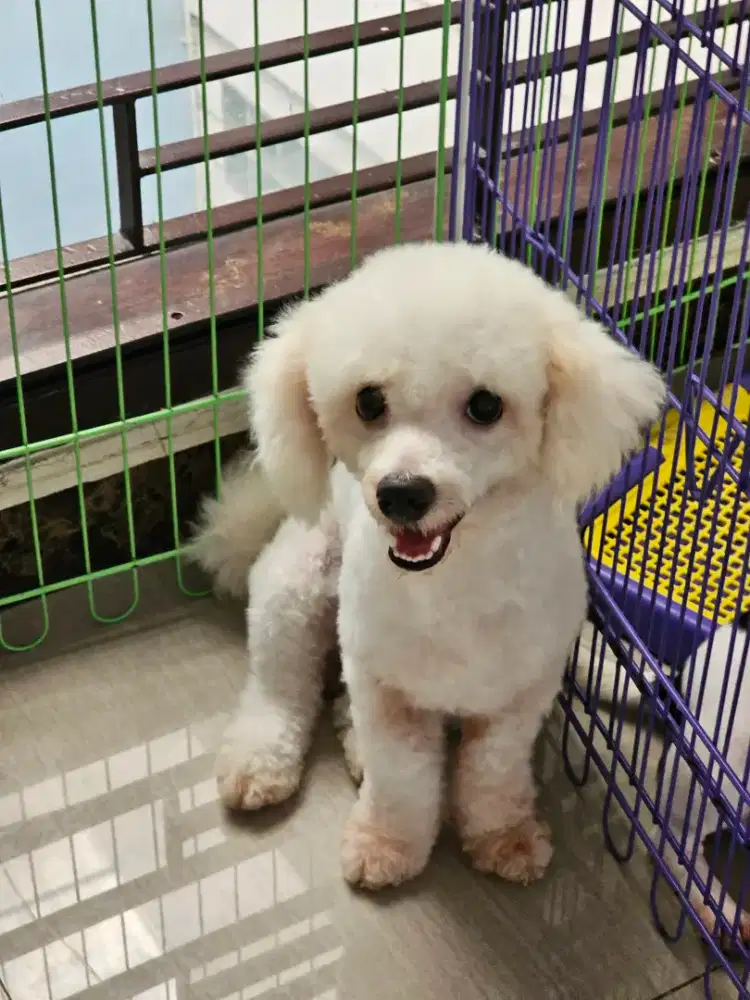 Mini Bichon Frise Jantan