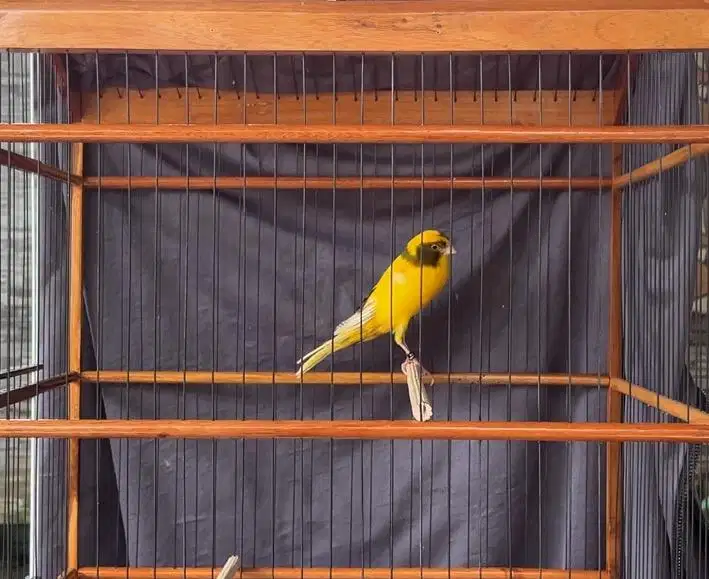 Kenari yorkshire rasmi induk import