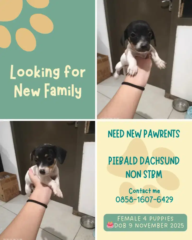Anak Anjing Dachsund Tekel Piebald Betina