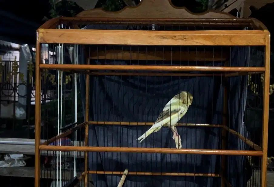 Kenari yorkshire anakan