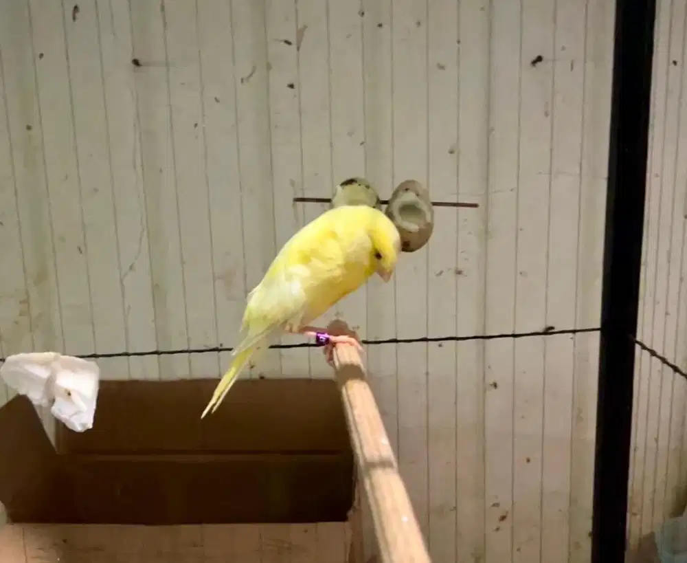 Kenari rasmi anakan import