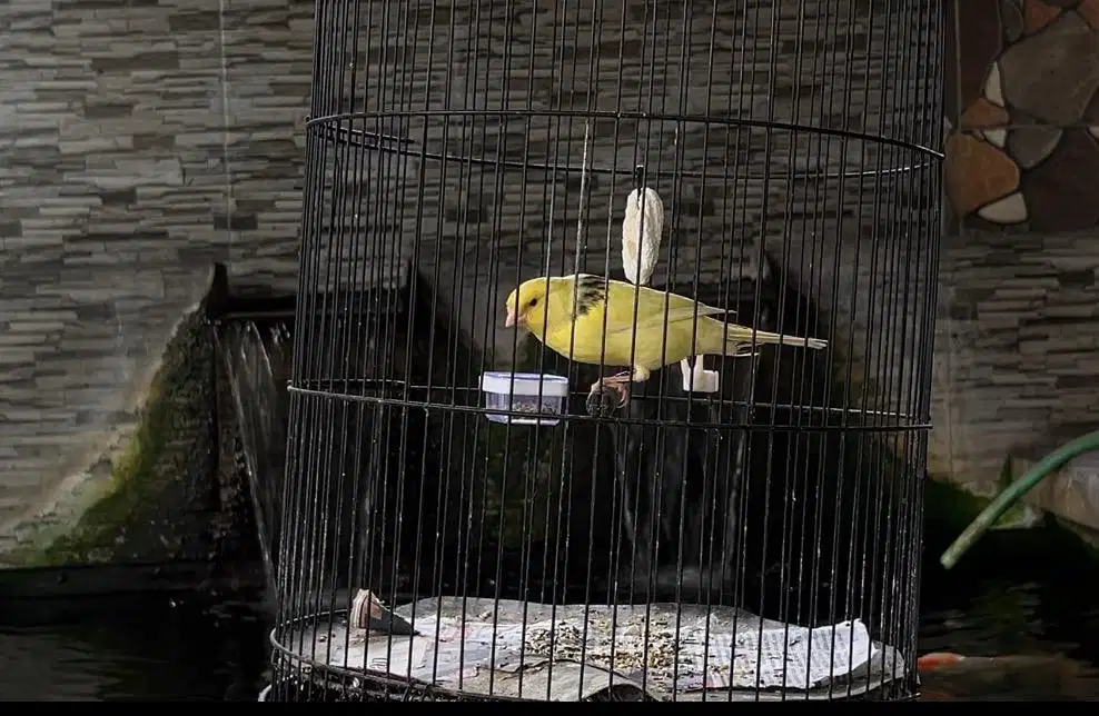 Kenari rasmi (premium) anakan