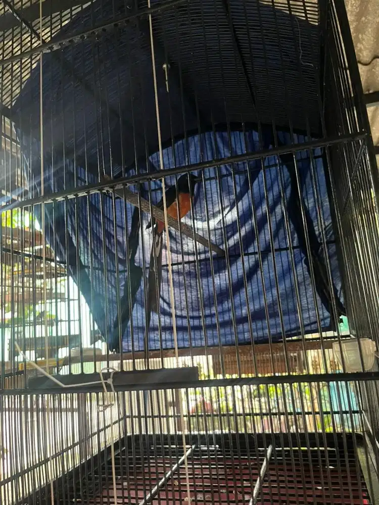 Murai ekor 28 cm lebih lepas trotol baru dewasa