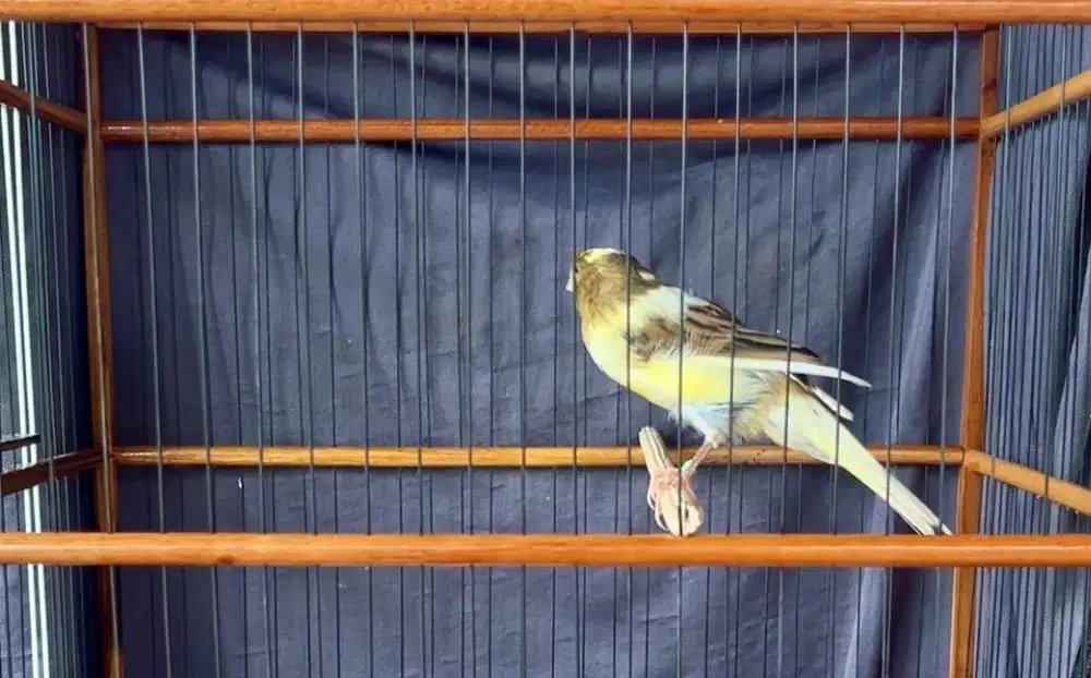 Kenari yorkshire scothfancy anakan import