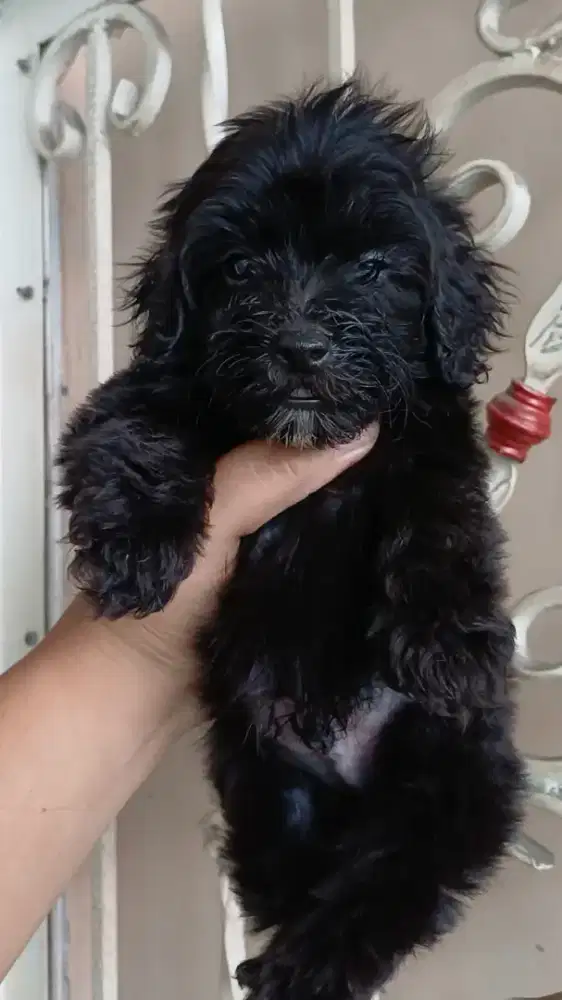 Anak Anjing Mix Poodle