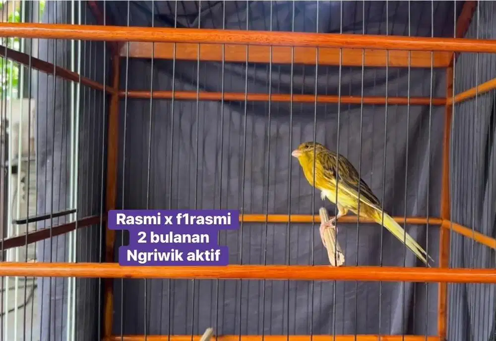 Kenari anakan rasmi import