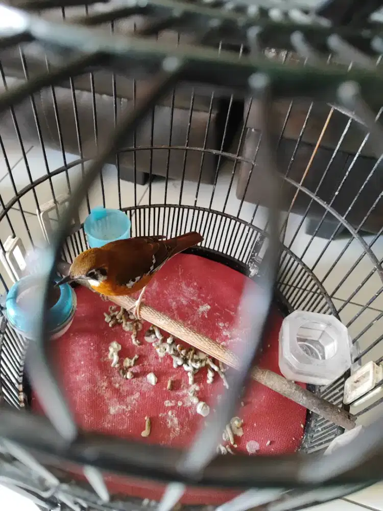 Anis cendana ngemplong