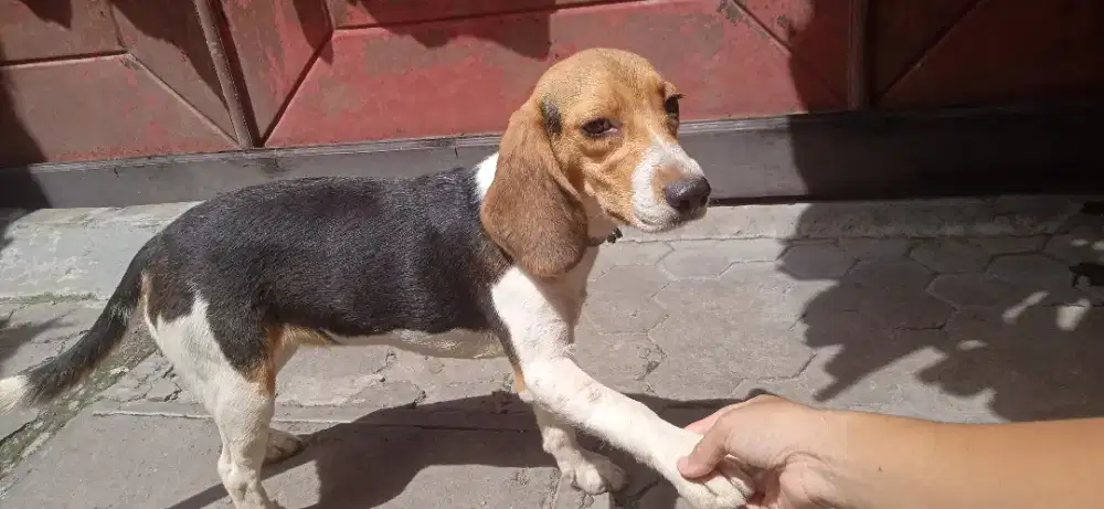 Beagle betina non stbm