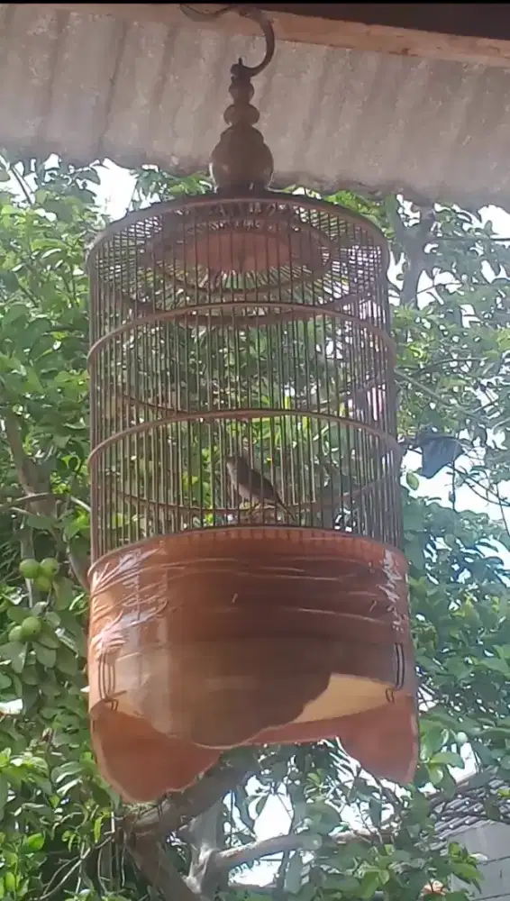 burung beranjangan parva gacor fs vidio bayak di wa