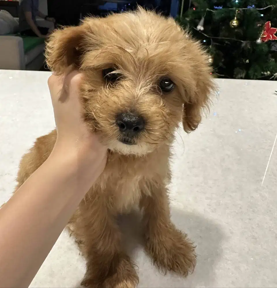 MALTIPOO JANTAN DOB 2 NOV 2025 SOLO