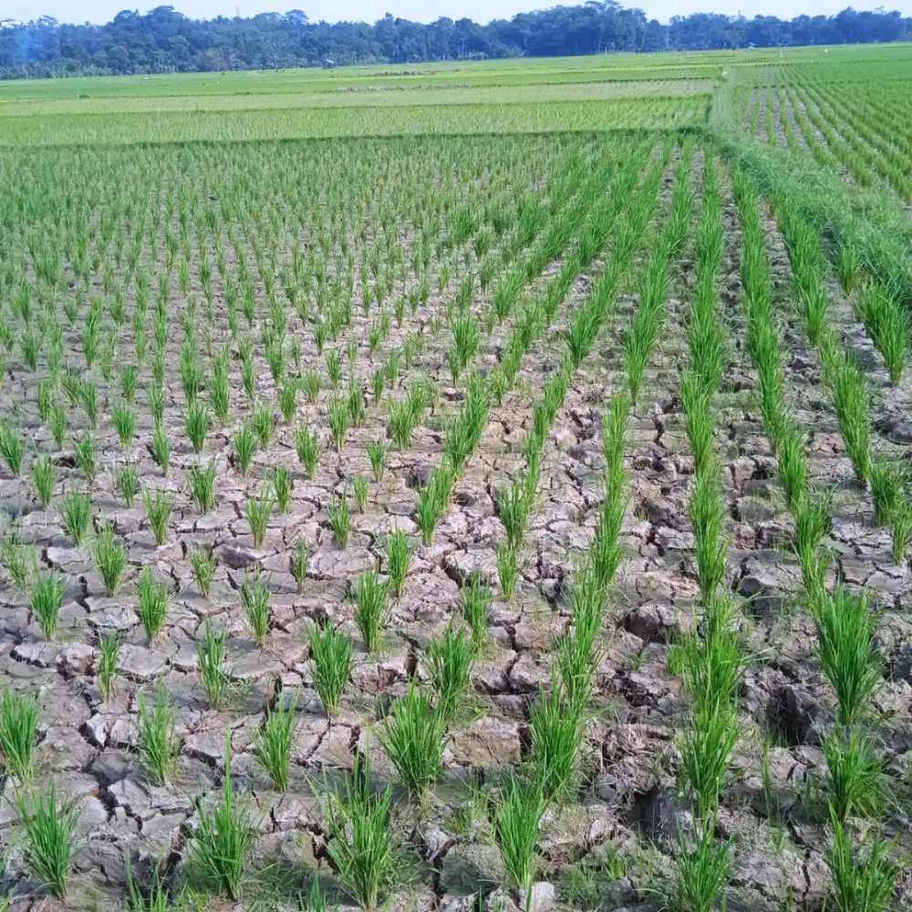 Dijual sawah produktif di desa Sukamekarsari Pariuk Rangkas Bitung
