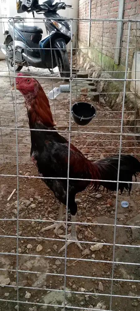 di lepas Ayam Pama iQ