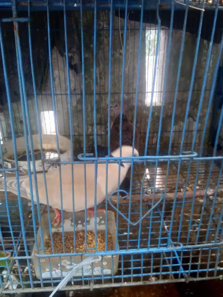 Burung tekukur puter sepasang