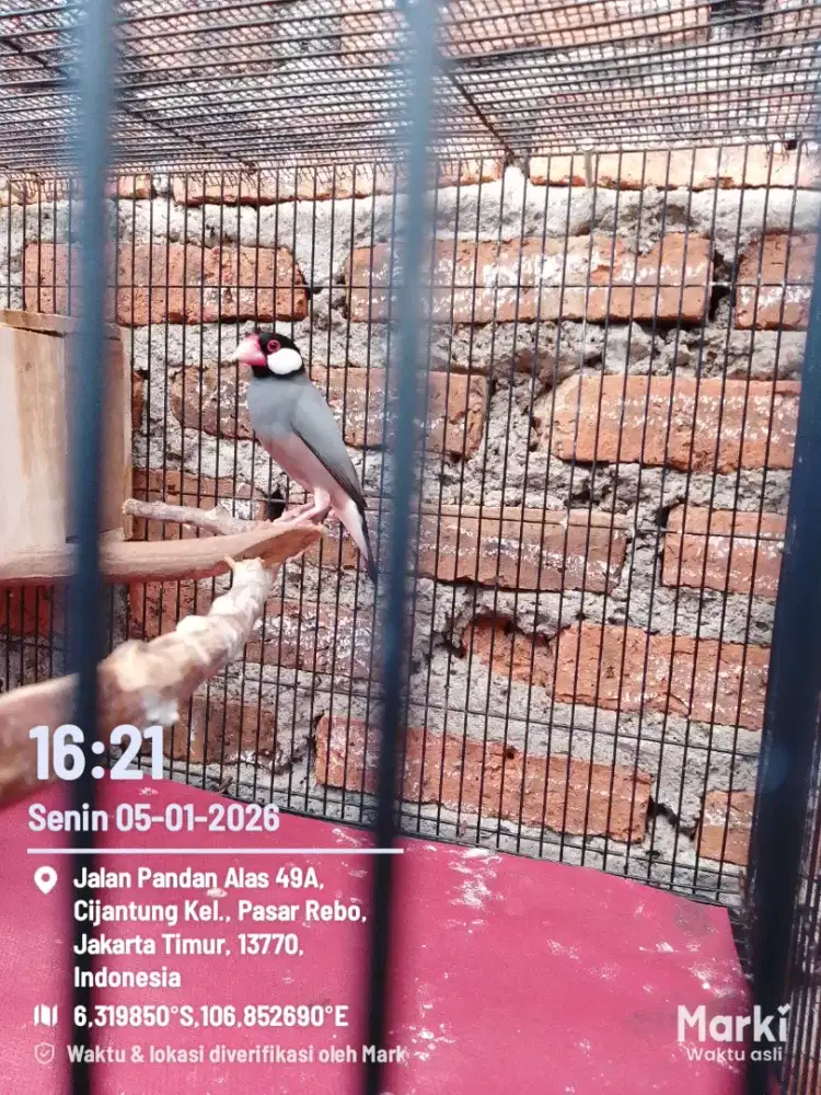 Lonchura leucogastroides