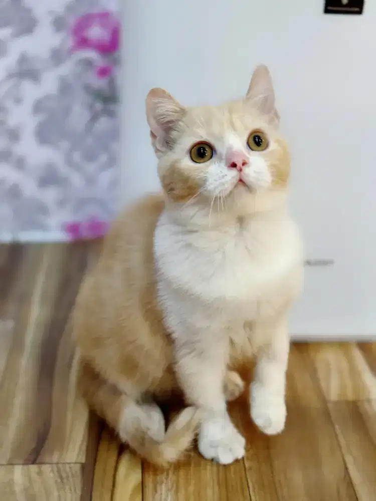 Kucing British Short Hair ( BSH )