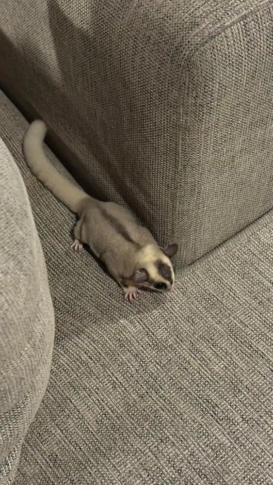 SUGAR GLIDER CLASSIC GREY