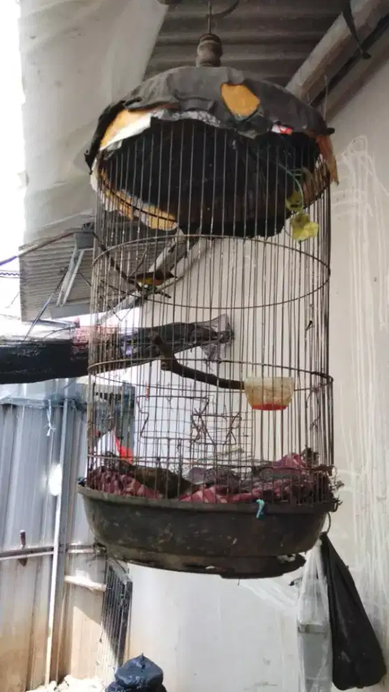 Burung SGN trotol ngerewik