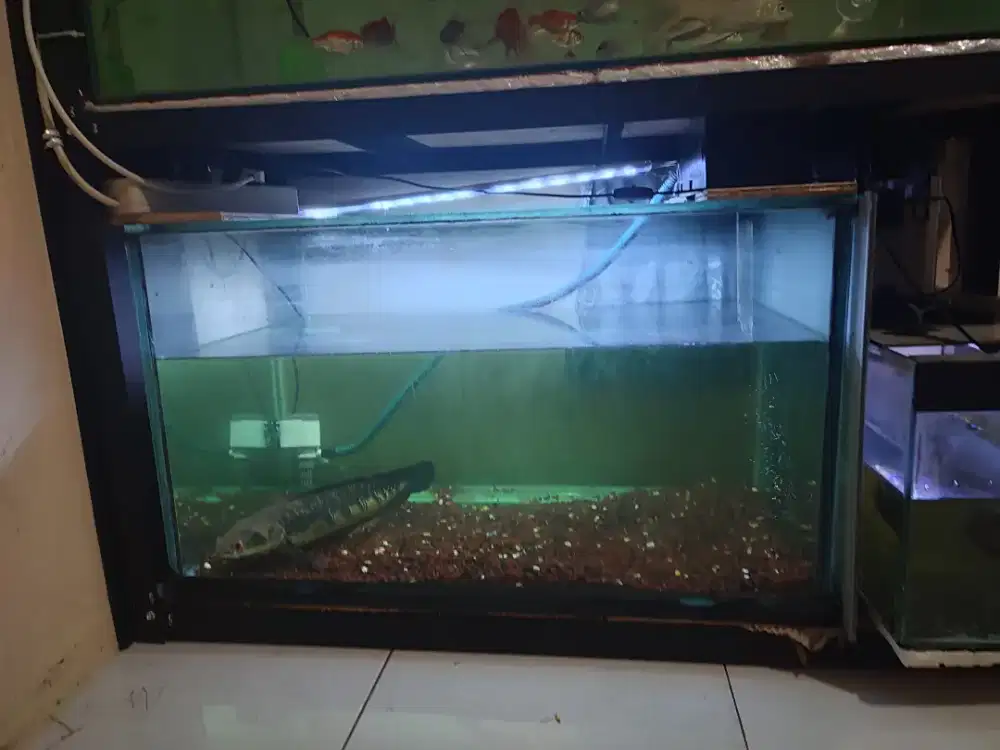 Aquarium 80*50*45 tebal 10 mili nego