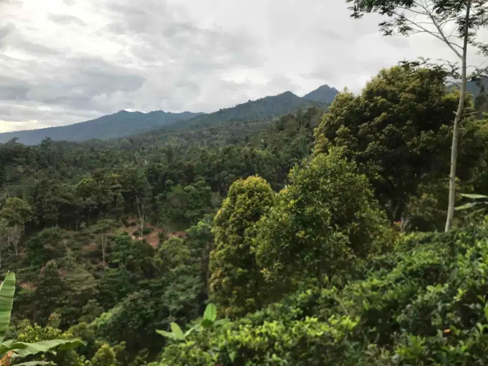 Juara View Burangrang Udara Sejuk,Cocok Untuk Villa