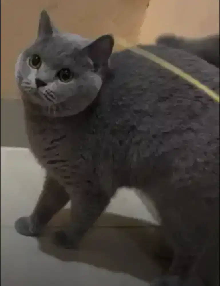 Kucing british shorthair betina bsh british short hair ped