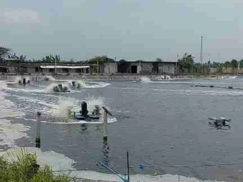 Di Jual Tambak Udang Vaname di Situbondo