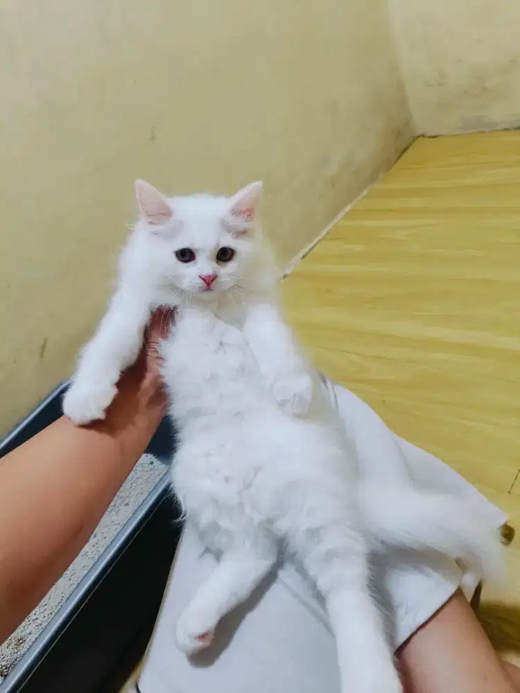 Kitten Persia putih solid