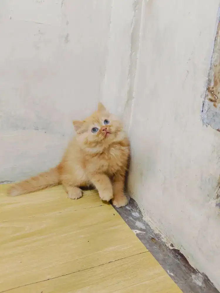 Kitten Persia jantan