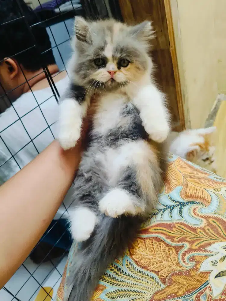 Kitten Persia Calico