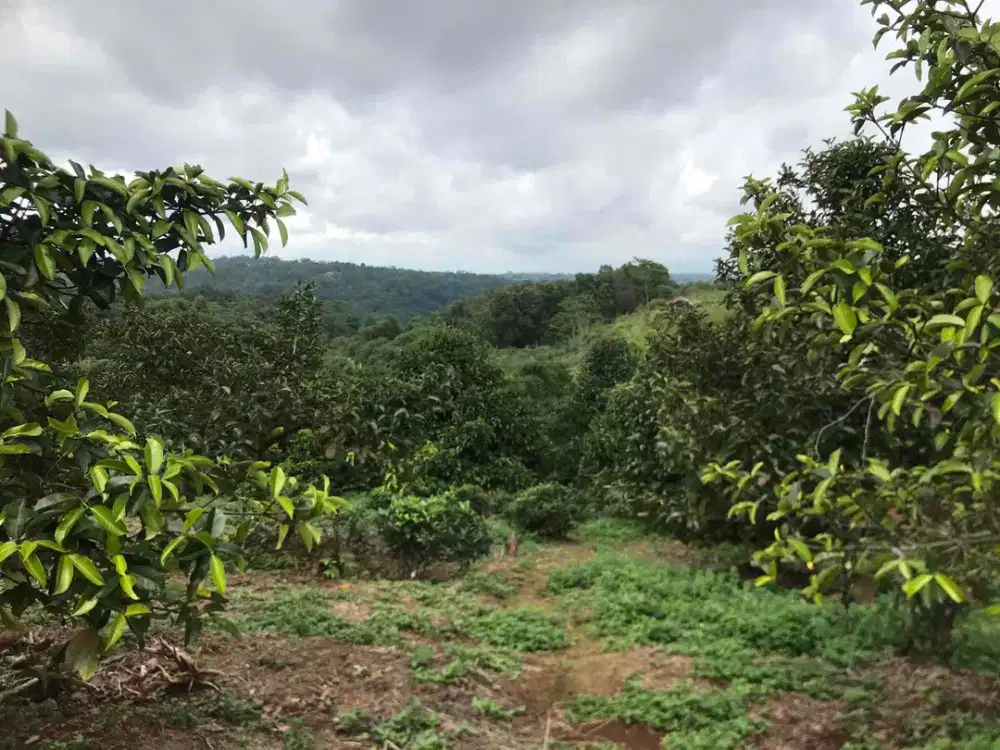 Di Jual Villa & Kebun Manggis Produktif