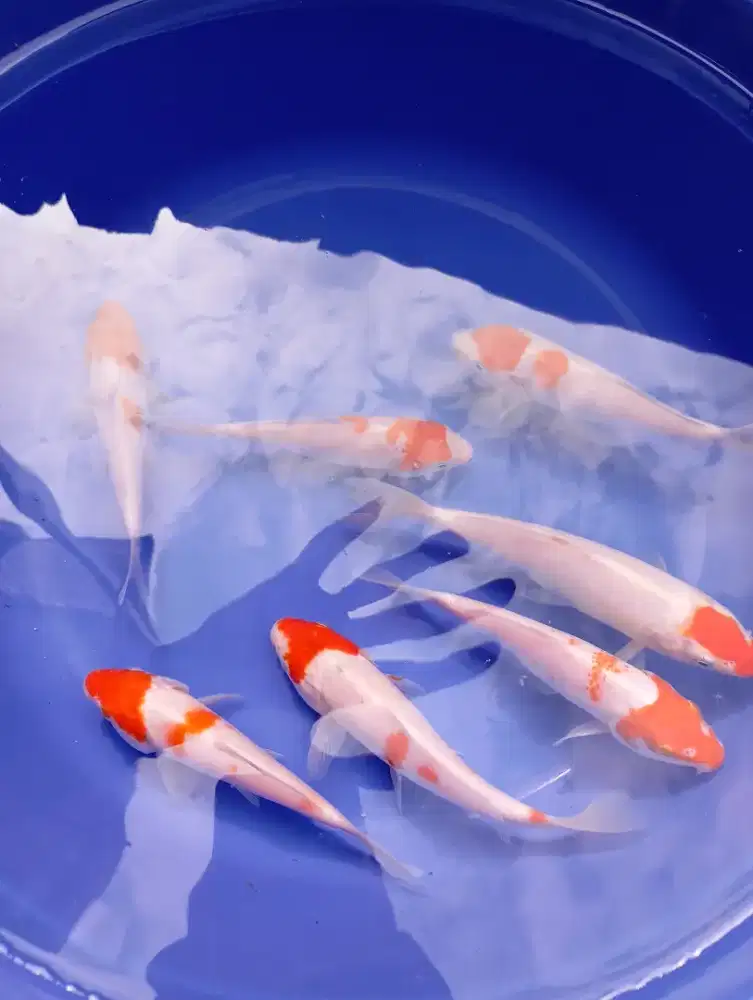 ikan koi kohaku dan warna