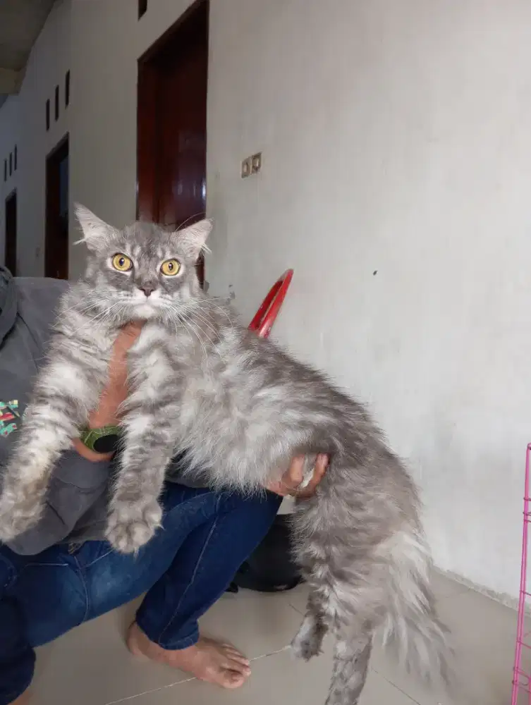 Kucing mainecoon mix jantan