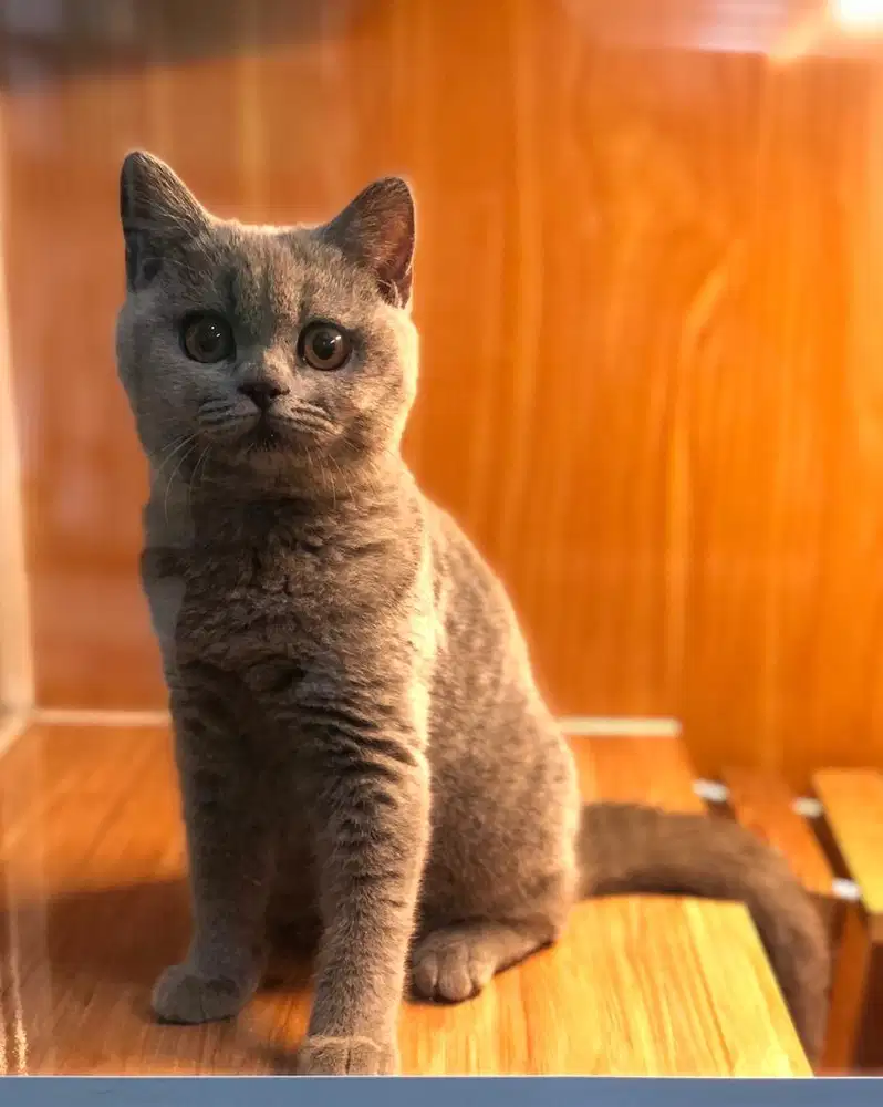 Kucing british shorthair