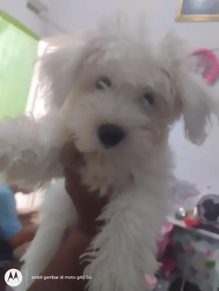 Anjing Betina Schnauzer Snow 3,5 bulan
