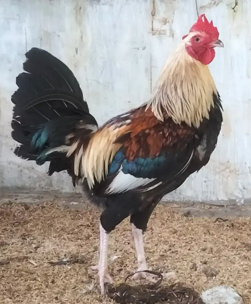 Ayam Pejantan Elba