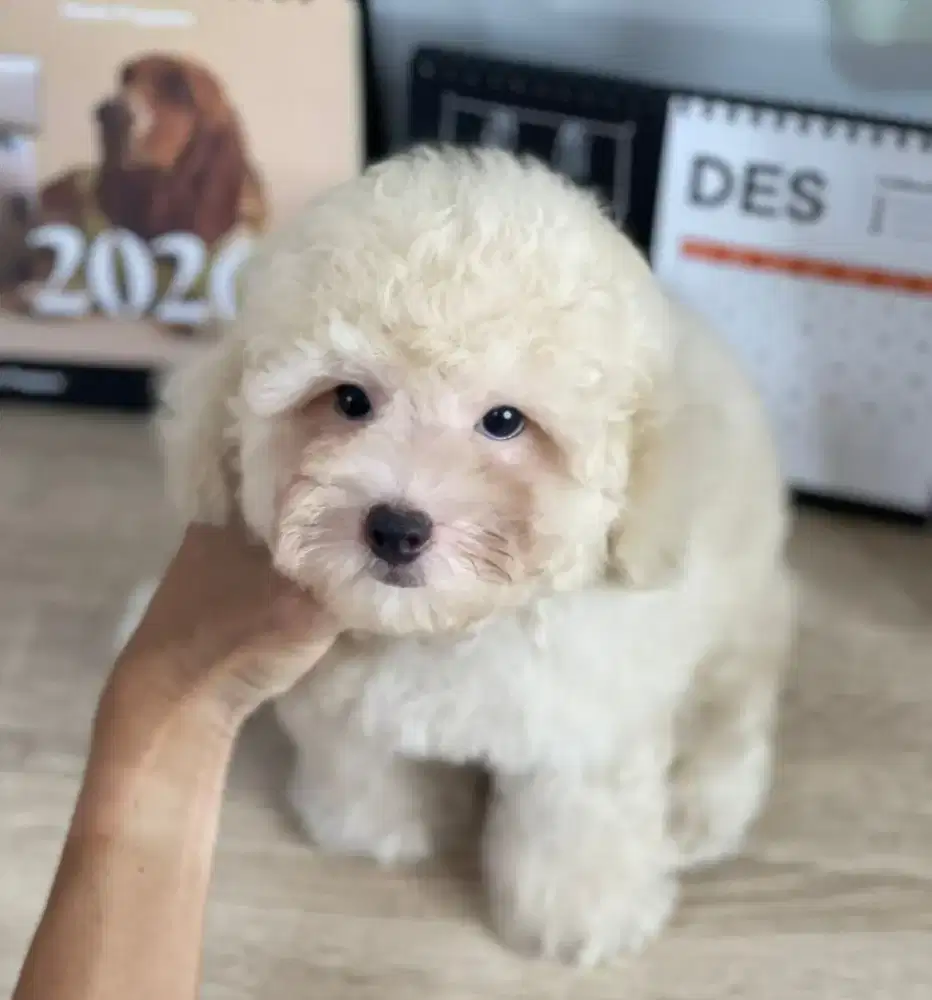 apricot toy poodle male