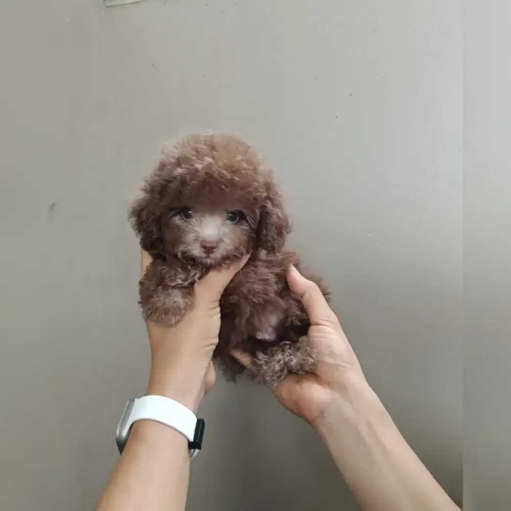 choco toy poodle male
