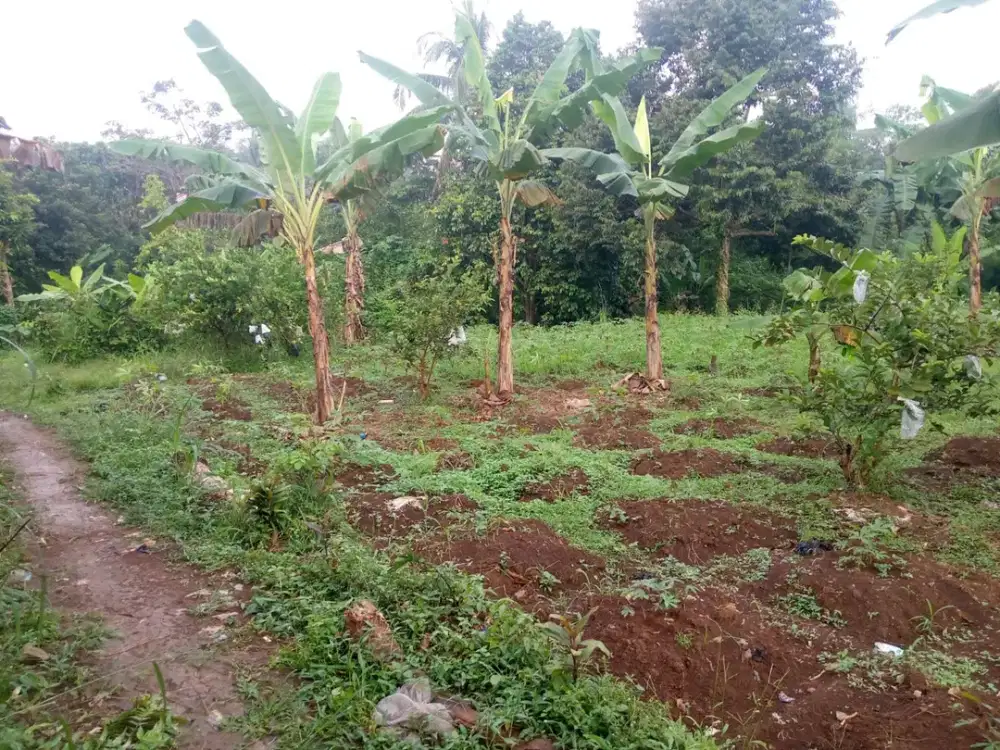 TANAH MURAH DI BOJONG GEDE