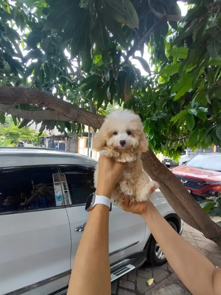 tiny apricot poodle female