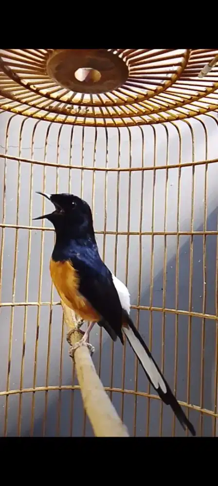 Burung muray prestasian