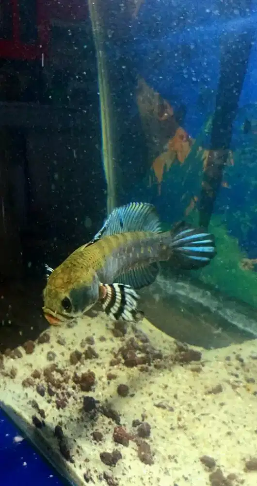 Channa Blue pulchra size 20cm