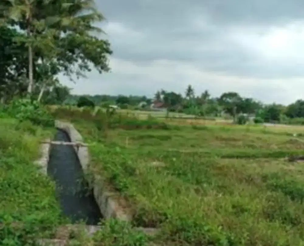 Dijual Tanah Sawah Murah  Di Belakang Youth Center Tlogo Adi Mlati