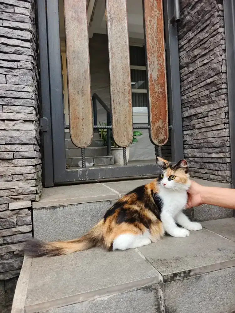 Persia Longhair calico