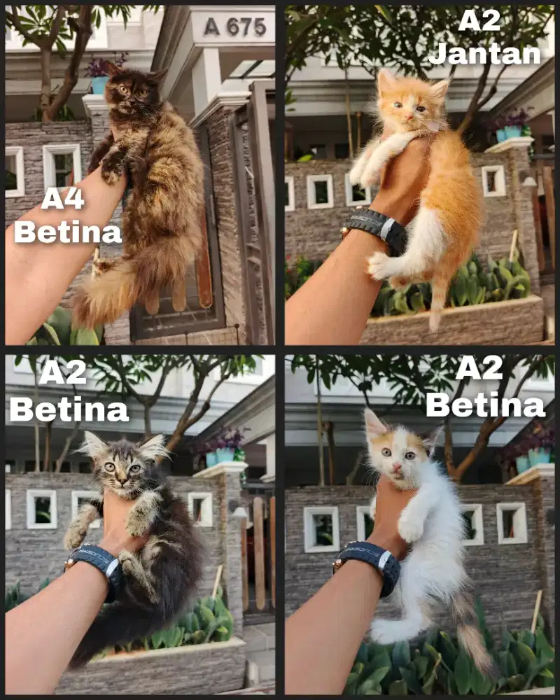 Kitten Persia Longhair dan Persia mix