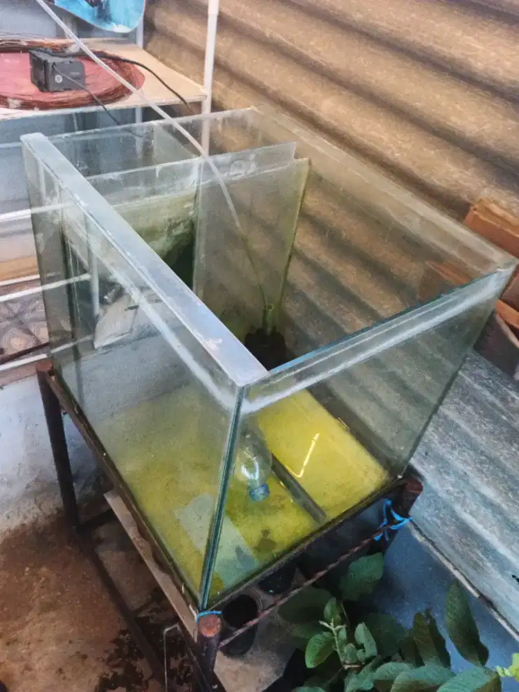 Edisi barter burung Lovebird