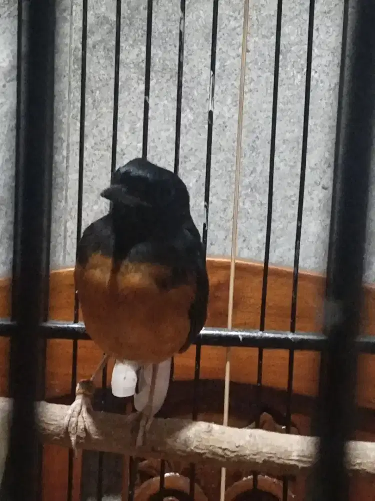 Pastol murai jinak ternakan