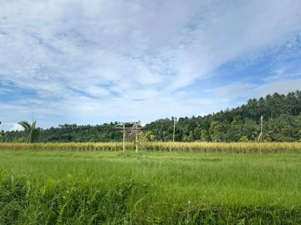 Dijual Tanah di Pupuan Sawah, Tabanan, Bali