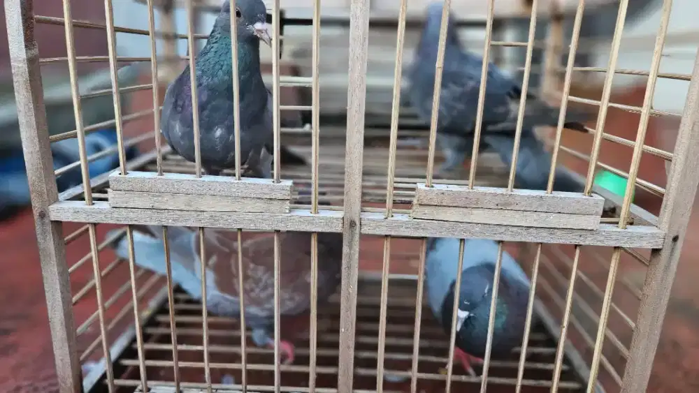 Jual murah dan cepat Burung dara kenceng