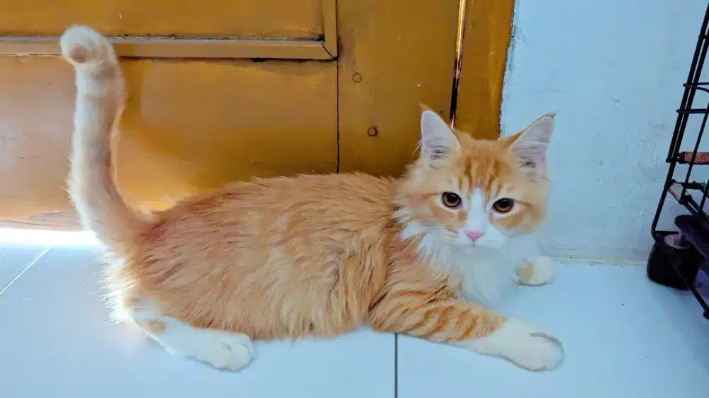 Kucing Persia Jantan