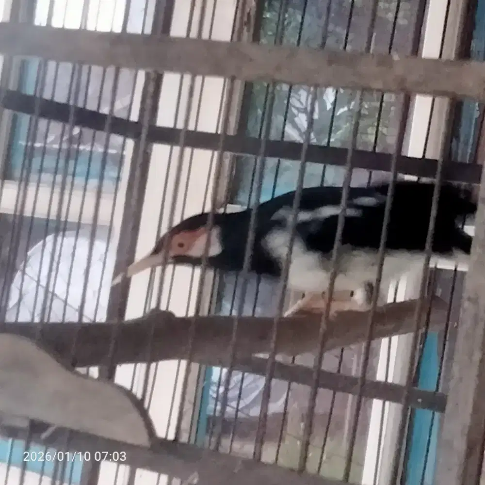 burung jalak suren gacor